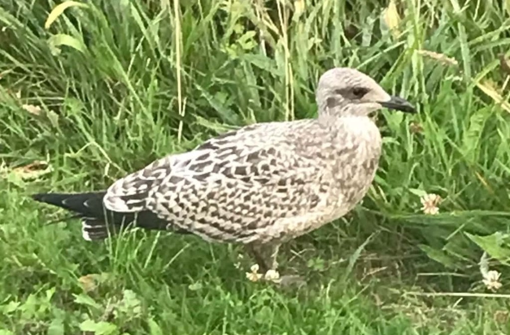 A grey speckled baby seagull in long grass