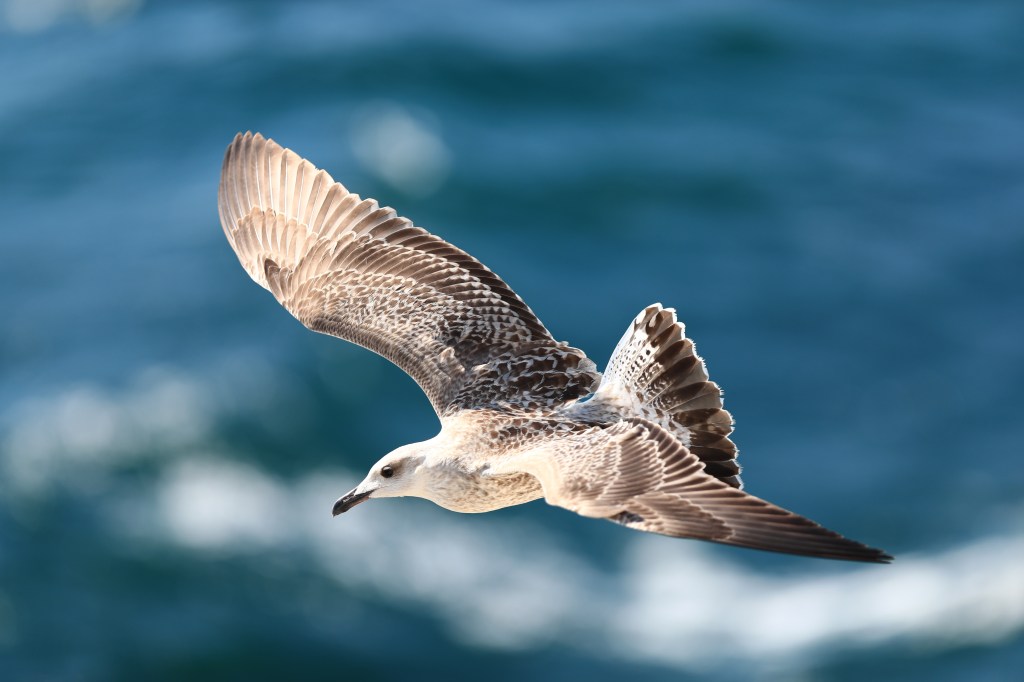A baby seagull in flight, with grey striped wings